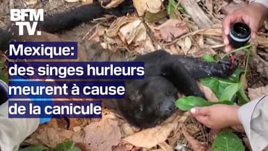 Au moins 138 singes hurleurs retrouvés morts au Mexique à cause de la canicule 