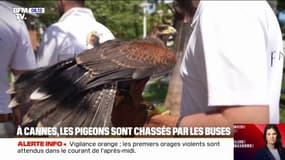 Pour le Festival de Cannes, des buses sont utilisées pour chasser les pigeons