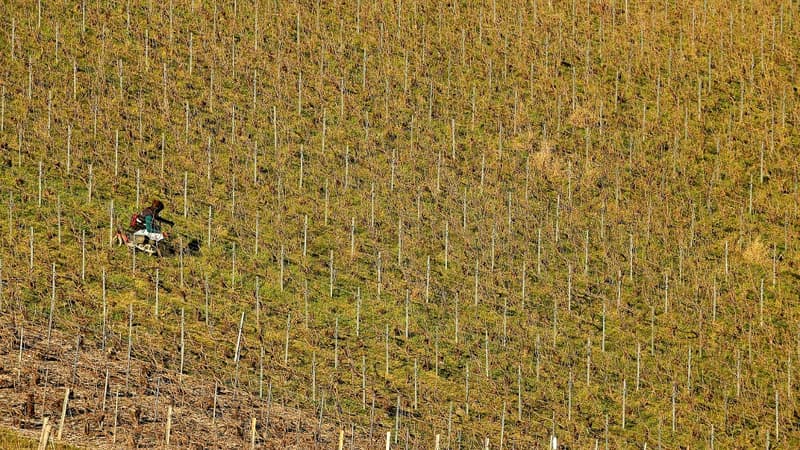 Un ouvrier agricole contrôle des vignes dans un vignoble, à Cramant, dans l'est de la France, le 21 février 2022. (illustration)