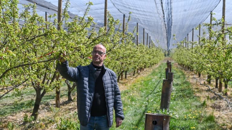 L'arboriculteur Daniel Betton inspecte ses abricotiers endommagés par le gel de la veille à Veaunes, près de Valence, le 8 avril 2021