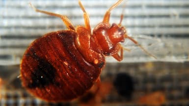Le calvaire des punaises de lit : comment repérer et se débarrasser de  ces insectes nuisibles ?
