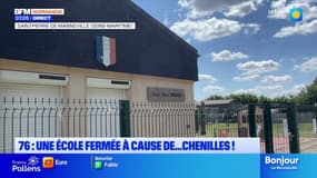 Seine-Maritime: une école obligée de fermer à cause de la présence de chenilles processionnaires