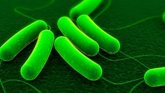 Eclairer ou produire de l'énergie grâce aux bactéries