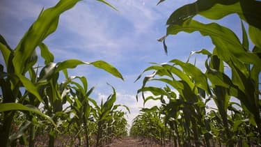 Deutsch Bank remet sur le marché des produits dérivés agricoles, une activité désignée par des ONG comme un des facteurs de la faim dans le monde