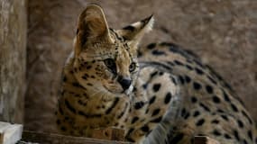 Trois grands félins se sont rétablis de la maladie, mais un quatrième, un serval africain, est toujours dans un état critique -image d'illustration-