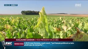 Le ministère de l'Agriculture introduit une dérogation pour l’utilisation d’un insecticide