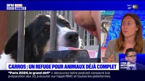 Carros: un refuge pour animaux affiche déjà complet