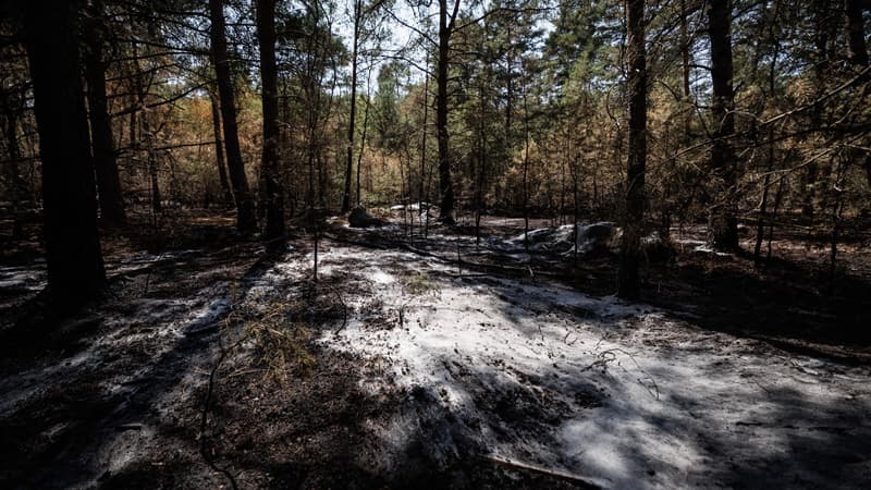 Réouverture de Fontainebleau: quelles précautions pour éviter les départs de feu lors d'une balade en forêt