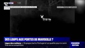 Des loups suspectés d'avoir décimé un troupeau de chèvres aux portes de Marseille