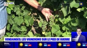 Alpes-de-Haute-Provence: les viticulteurs craignent une perte de 30%