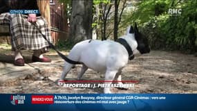 Vers une garde alternée pour les animaux en cas de divorce?