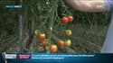 Production bio sous des serres chauffées: “Si on respecte le cycle naturel, on n'a pas de tomates françaises avant le 10 juillet” se défend un maraîcher 