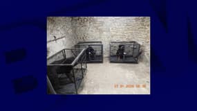 18 chiens adultes et 19 chiots ont été saisis dans le Rhône et la Drôme  le 27 janvier, dans le cadre d'un démantèlement d'un trafic de chiens entre la Serbie et la France. 