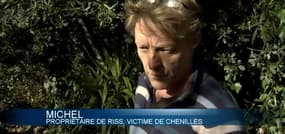 Avec la douceur, les chenilles processionnaires prolifèrent dans les Alpes-Maritimes