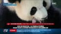 Zoo de Beauval: la famille panda s'agrandit après la naissance de jumelles en bonne santé