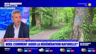 Comment aider la régénération naturelle dans les bois parisiens?