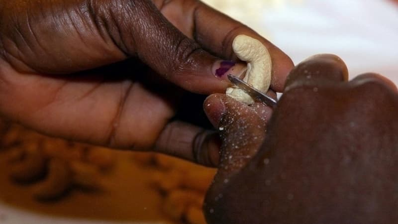 La production de la noix de cajou en Côte d'Ivoire, premier producteur mondial, va battre un nouveau record en 2020.