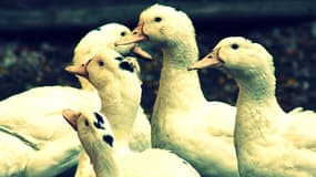 Cinq anciens gaveurs de canards avaient déposé une plainte pour tromperie sur la marchandise, contre la société Euralis. Le parquet de Pau classe leur plainte sans suite. (Photo d'illustration)