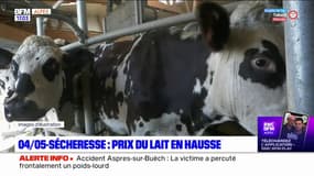 Alpes du Sud: le prix du lait augmente à cause de la sécheresse