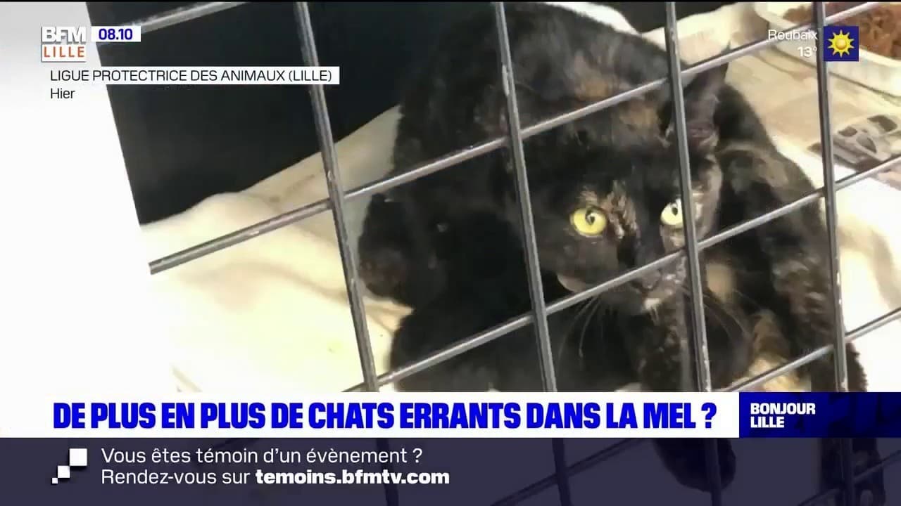 Lille De Plus En Plus De Chats Errants Dans La Metropole