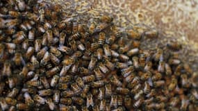 Une douzaine d'apiculteurs du Haut-Rhin ont récolté cet été un miel aux couleurs inhabituellement bleutées provenant des déchets de bonbons de la même couleur. Les butineuses délaissaient les fleurs des prés de Ribeauvillé au profit des sucreries entrepos