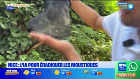 Nice : l'intelligence artificielle utilisée pour éradiquer les moustiques