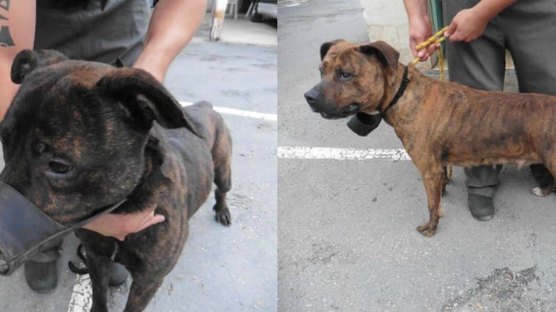 Les deux chiens ont pu être sauvés grâce à l'association de défense des animaux et les internautes.