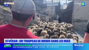 Transhumance à Saint-Véran : "C'est important de partager ma passion" 