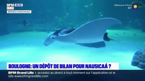 Boulogne-sur-Mer: le maire craint le dépôt de bilan pour l'aquarium Nausicaá après deux mois et demi de fermeture