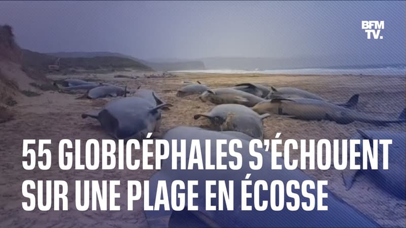 55 globicéphales s'échouent sur une plage en Écosse