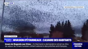 "On se prenait les crottes sur la tête": le calvaire des habitants de Peyrolles-en-Provence face à une invasion d'étourneaux 