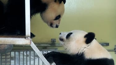La femelle panda Huan Huan et le mâle Huan Zi se rapprochent avant leur accouplement au zoo de Beauval, à Saint Aignan, le 20 mars 2021
