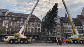 Strasbourg: les images de l'installation du sapin de Noël place Kléber