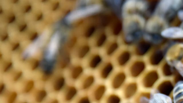 Des abeilles, image d'illustration.
