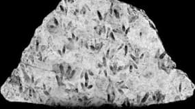 Un échantillon de roche montre des dizaines d'empreintes de dinosaures.