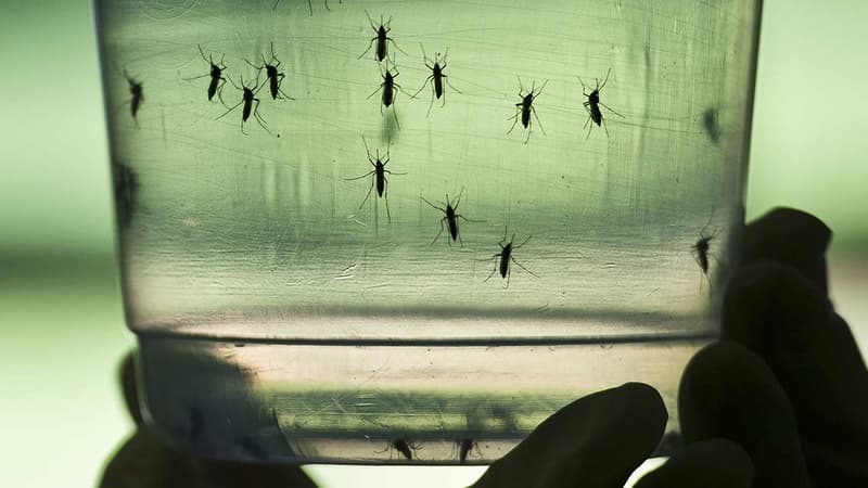 Le moustique-tigre peut transmettre la dengue, le chikungunya, mais également le virus Zika.