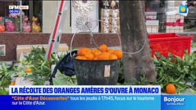Monaco: la récolte des oranges amères s'ouvre