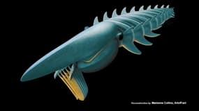 Aegirocassis benmoulae, une espèce de "crustacé" géant avant l'heure au habitudes alimentaires proches des baleines. Vue d'artiste de cette créature qui aurait vécu il y a 480 millions d'années.
