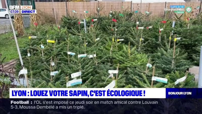 Lyon: une société propose de louer son sapin de Noël