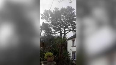 Des arbres menacent sa maison