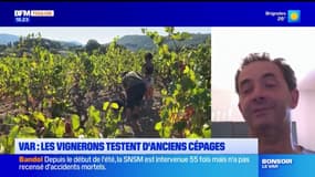 "Les vignes se portent plutôt bien" grâce aux pluies : un viticulteur du Var raconte le début des vendangeso