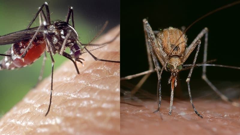 A gauche, un moustique tigre, à droite, un moustique commun