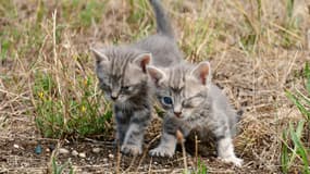 Deux chatons à Clonas-sur-Varèze (Isère), le 18 juillet 2025. (Photo d'illustration)