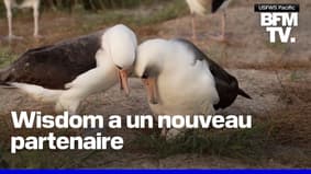  États-Unis: le plus vieil oiseau sauvage connu pond un œuf à l'âge de 74 ans 