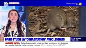 Paris: la mairie crée un comité pour étudier la "cohabitation" avec les rats