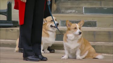 Les corgis de la reine, qui attendent sur le perron du château de Windsor.