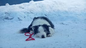 Le chien Messi dans le film "Anatomie d'une chute" de Justine Triet