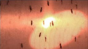 Les moustiques envahissent le Sud-Est de la France