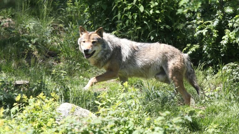 Un loup gris commun (Canis lupus lupus), dans le parc animalier des Angles, dans les Pyrénées-Orientales, le 18 juin 2015.