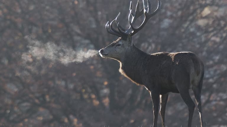 La vidéo montrant la fin d'une partie de chasse en Espagne a fait scandale (PHOTO D'ILLUSTRATION)